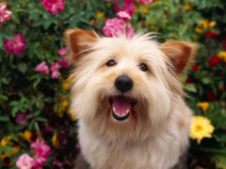 100% Pure Attention, Terrier Mix