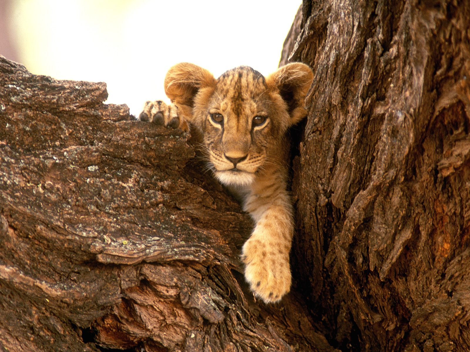 A Furry Friend, Lion Cub