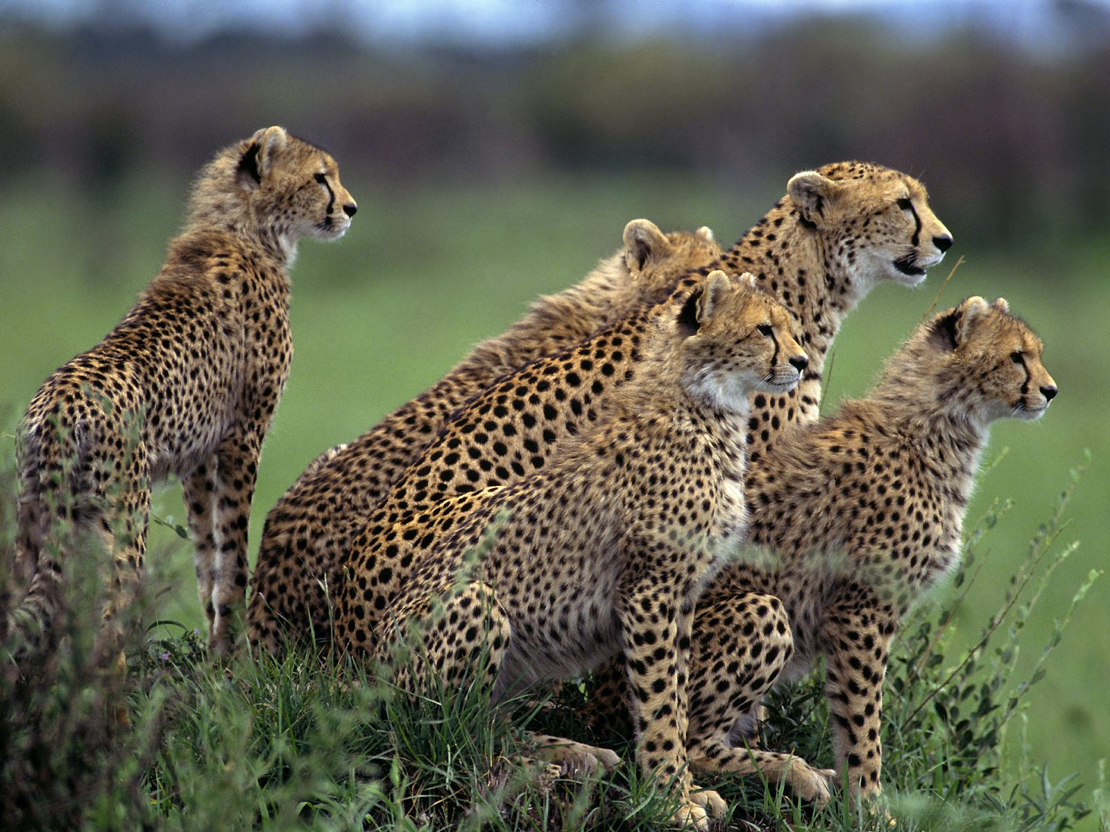 Anticipation, Cheetahs, Africa