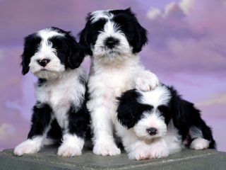 Ashlyn Tibetan Terriers