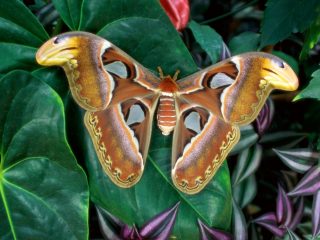 Atlas Silk Moth
