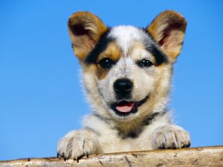 Australian Cattle Puppy