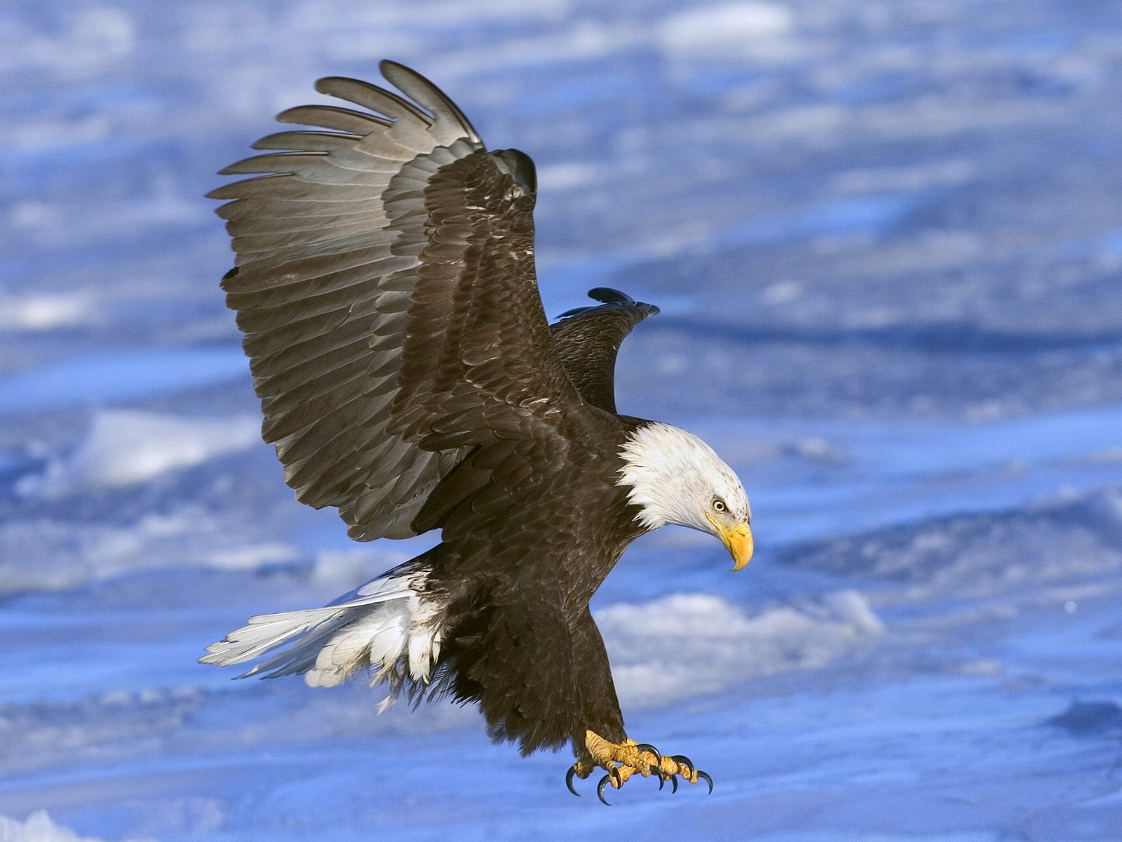 Bald Eagle In Flight, Alaska