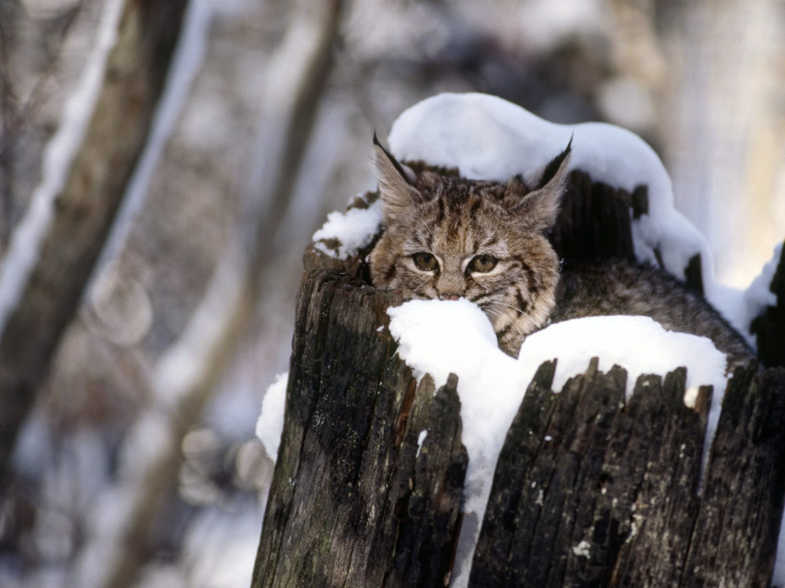 Bobcat Kitten, Flathead Valley, Montana