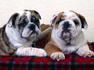 Bulldog Buddies