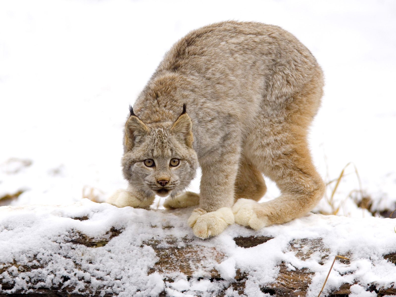 Canadian Lynx, British Columbia, Canada
