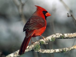 Cardinal