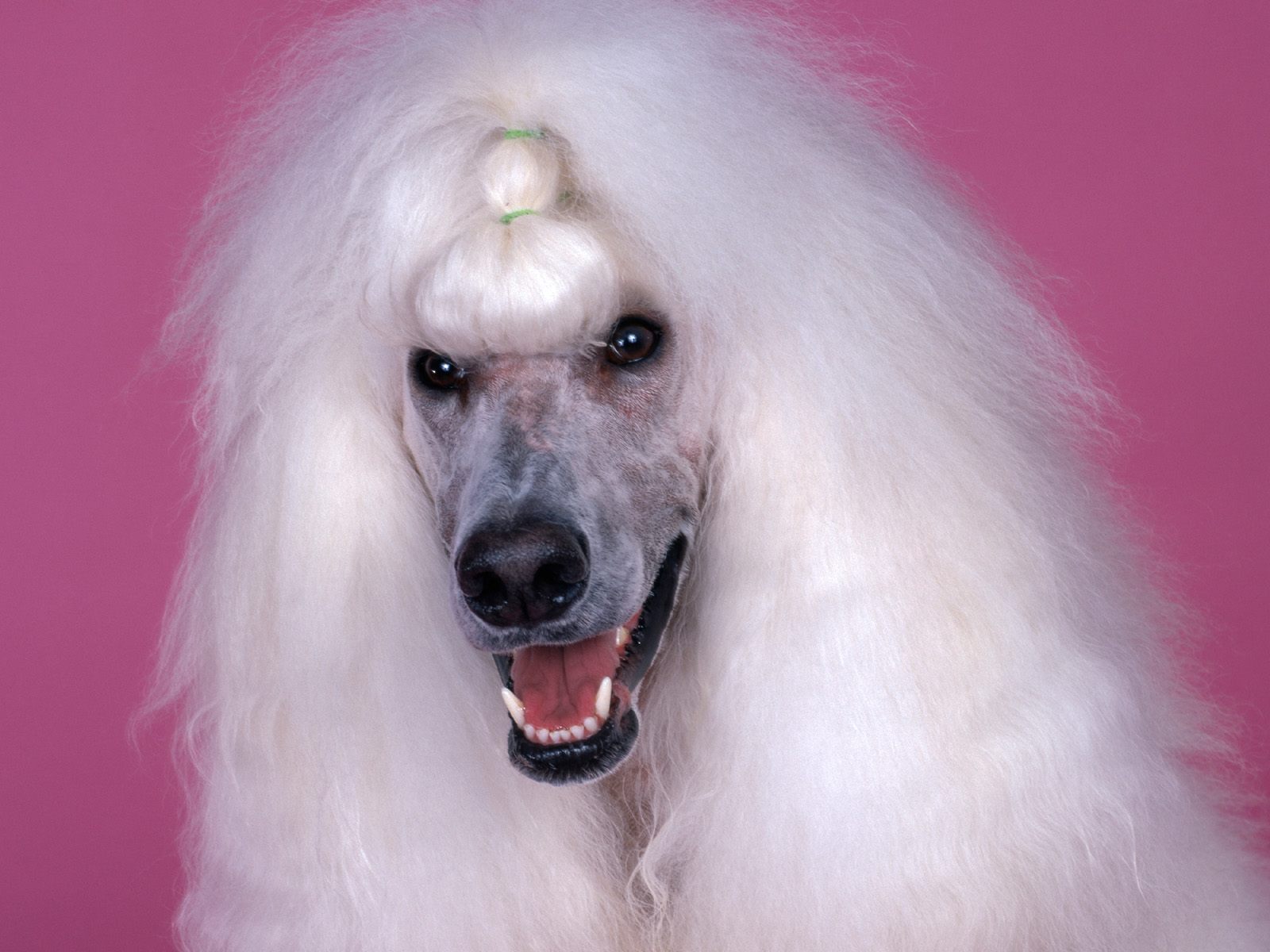 Continental Standard Poodle