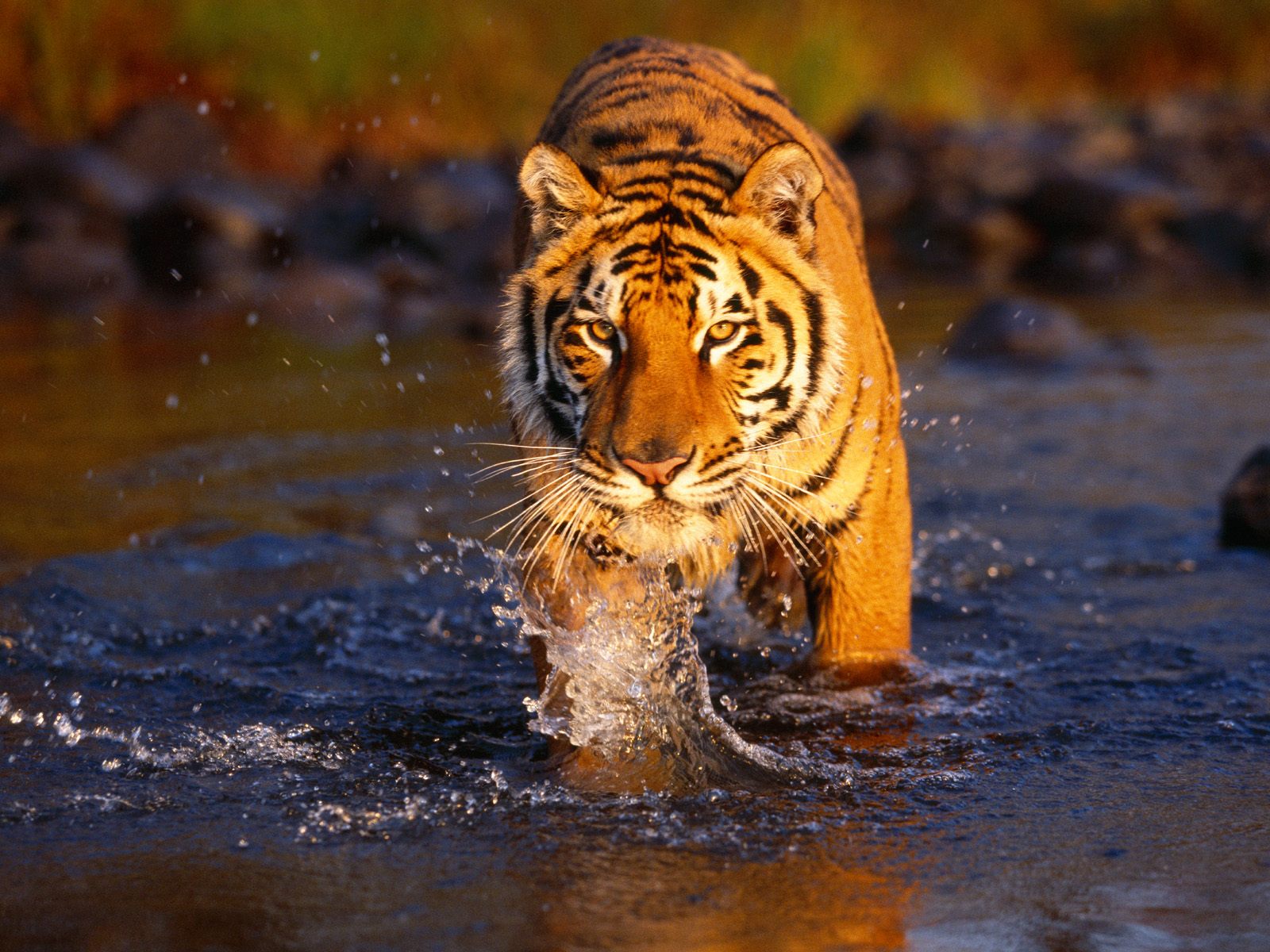 Creek Crossing, Bengal Tiger