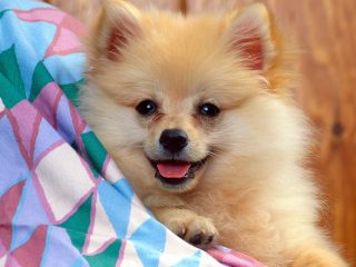 Cuddly Soft, Pomeranian