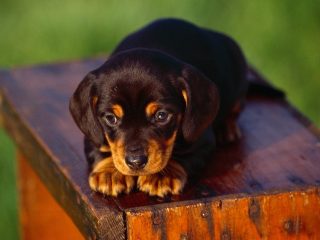 Dachshund Puppy