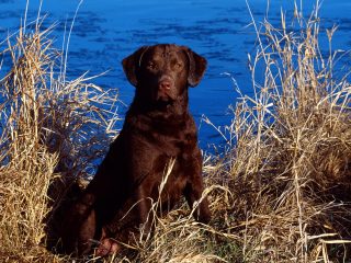 Dog And Cattails