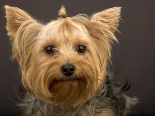 Head Shot Of Yorkshire Terrier