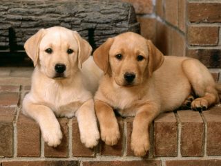 Double Trouble, Labrador Retrievers