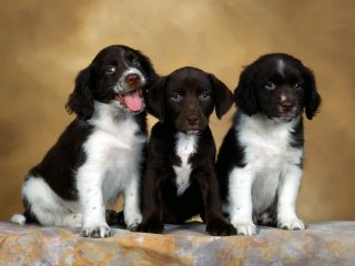 English Springer Spaniel Puppies