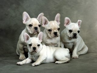 Family Gathering, French Bulldogs