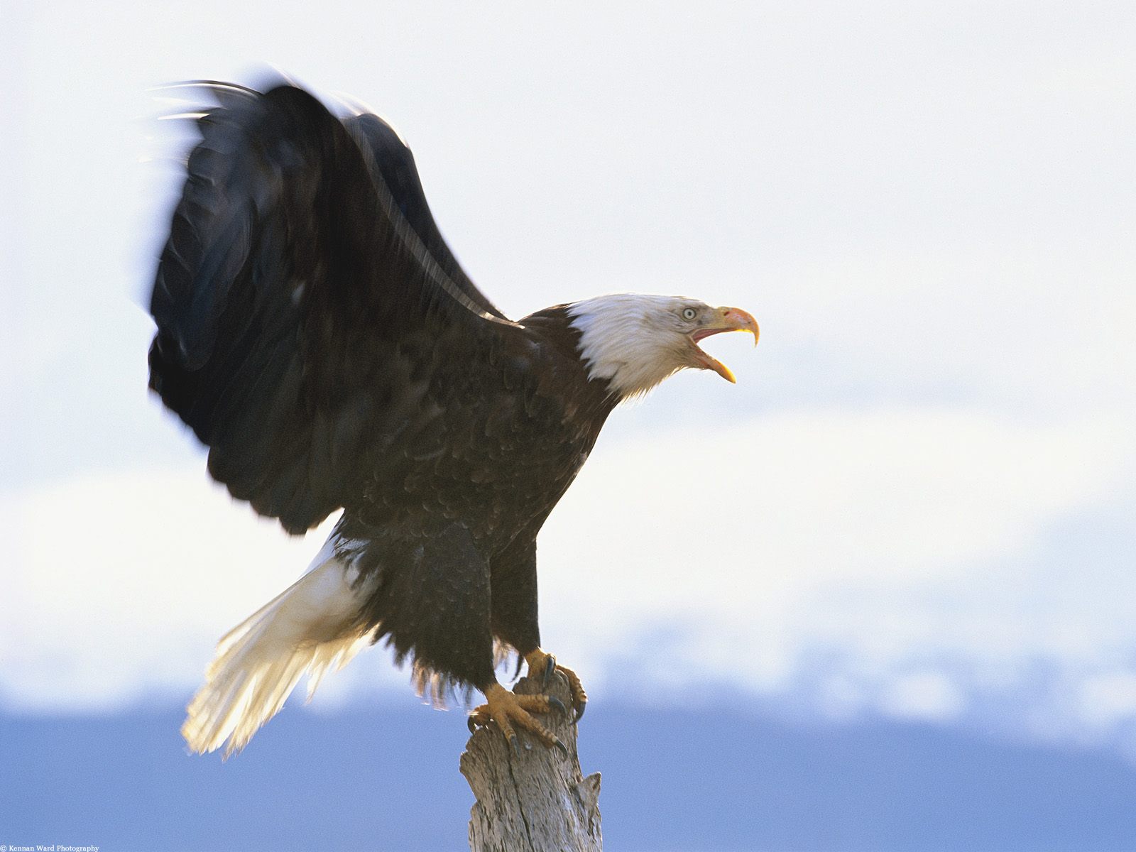 Full Extension, Bald Eagle, Alaska