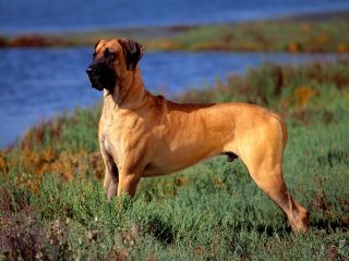 Great Dane Profile