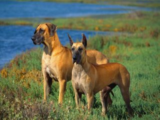 Great Danes