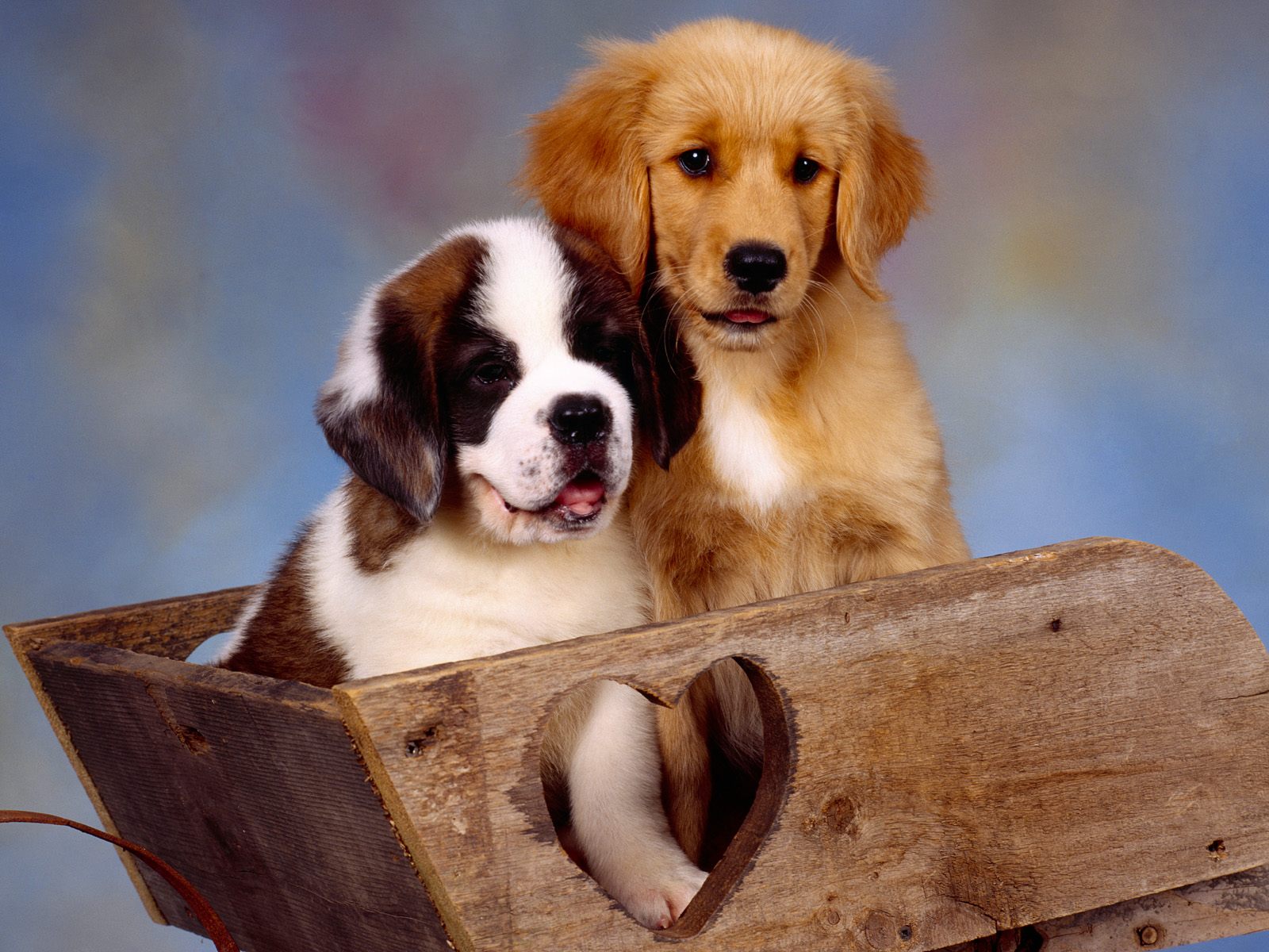 It Takes Two, St. Bernard And Golden Retriever