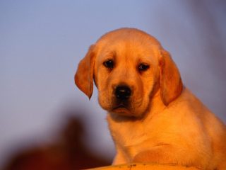 Labrador Puppy