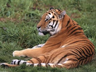 Laid Back, Siberian Tiger