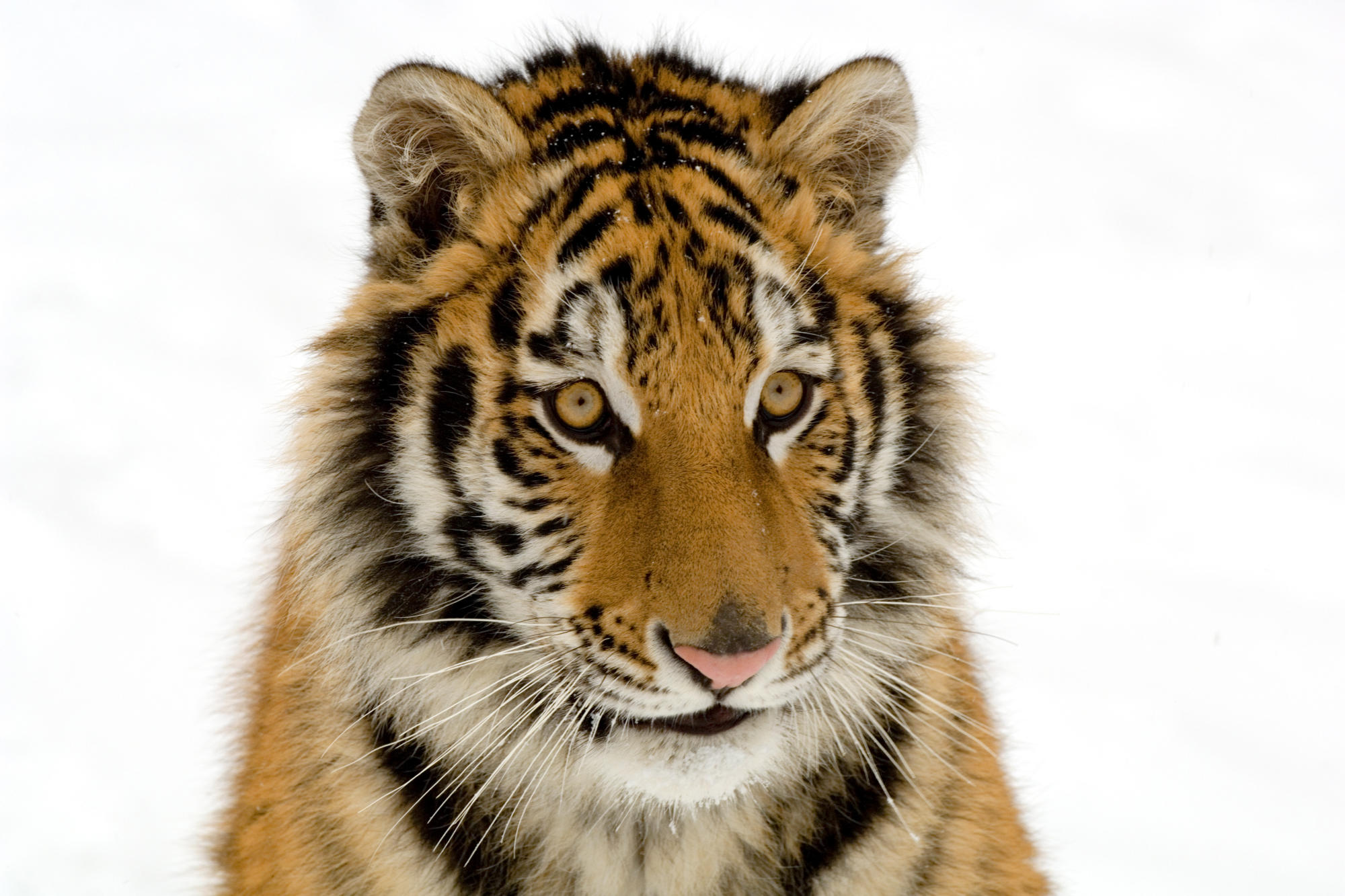 Tiger (panthera Tigris Tigris)