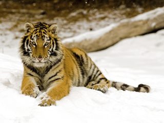 Tiger (panthera Tigris Tigris)