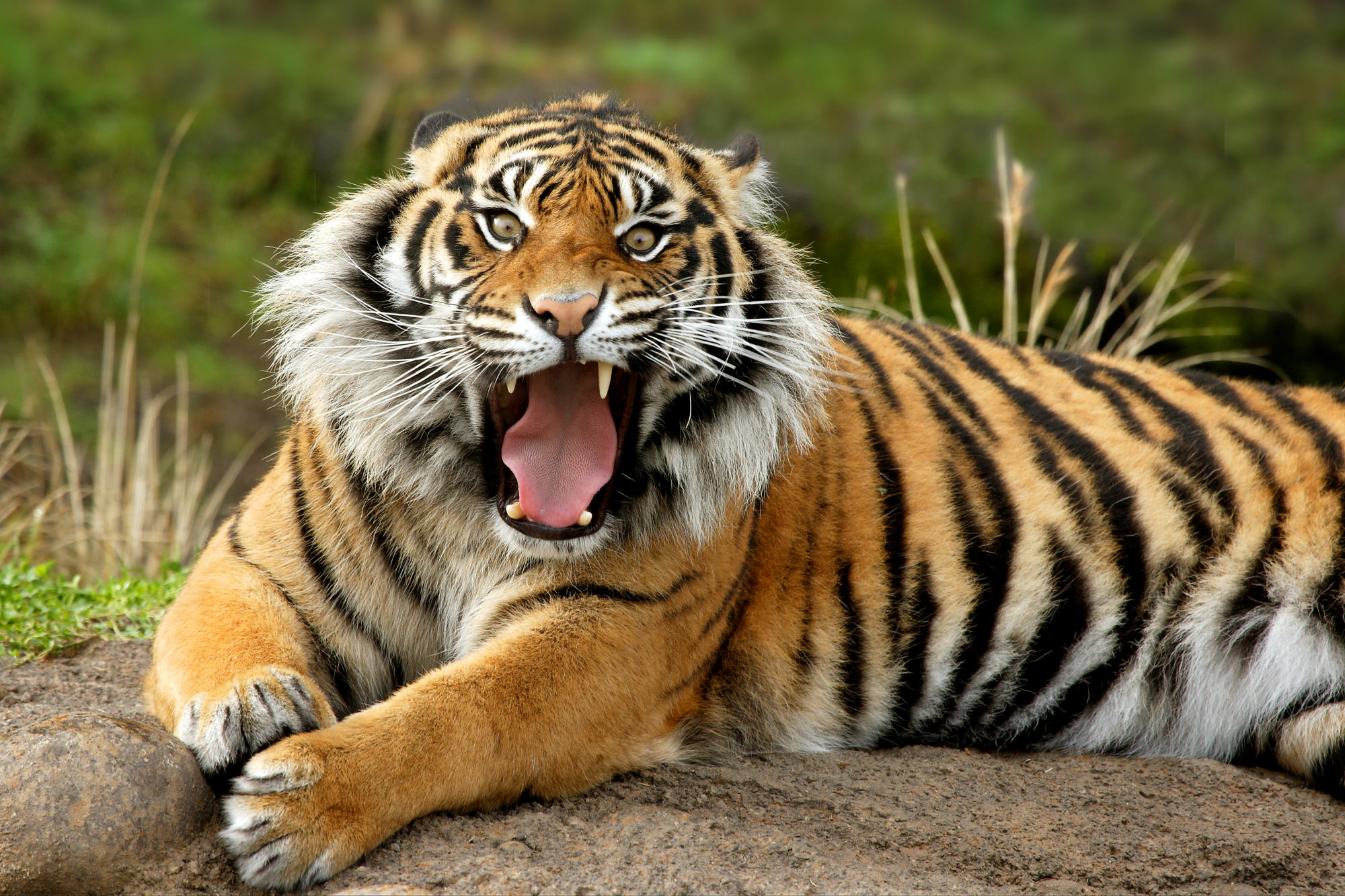 Sumatran Tiger