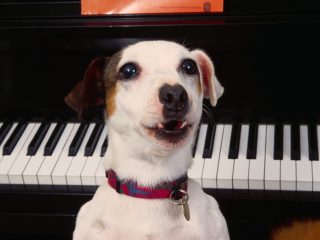 Ludwig Van Barkthoven, Jack Russell Terrier