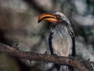 Proud Hornbill, Kruger Park, South Africa
