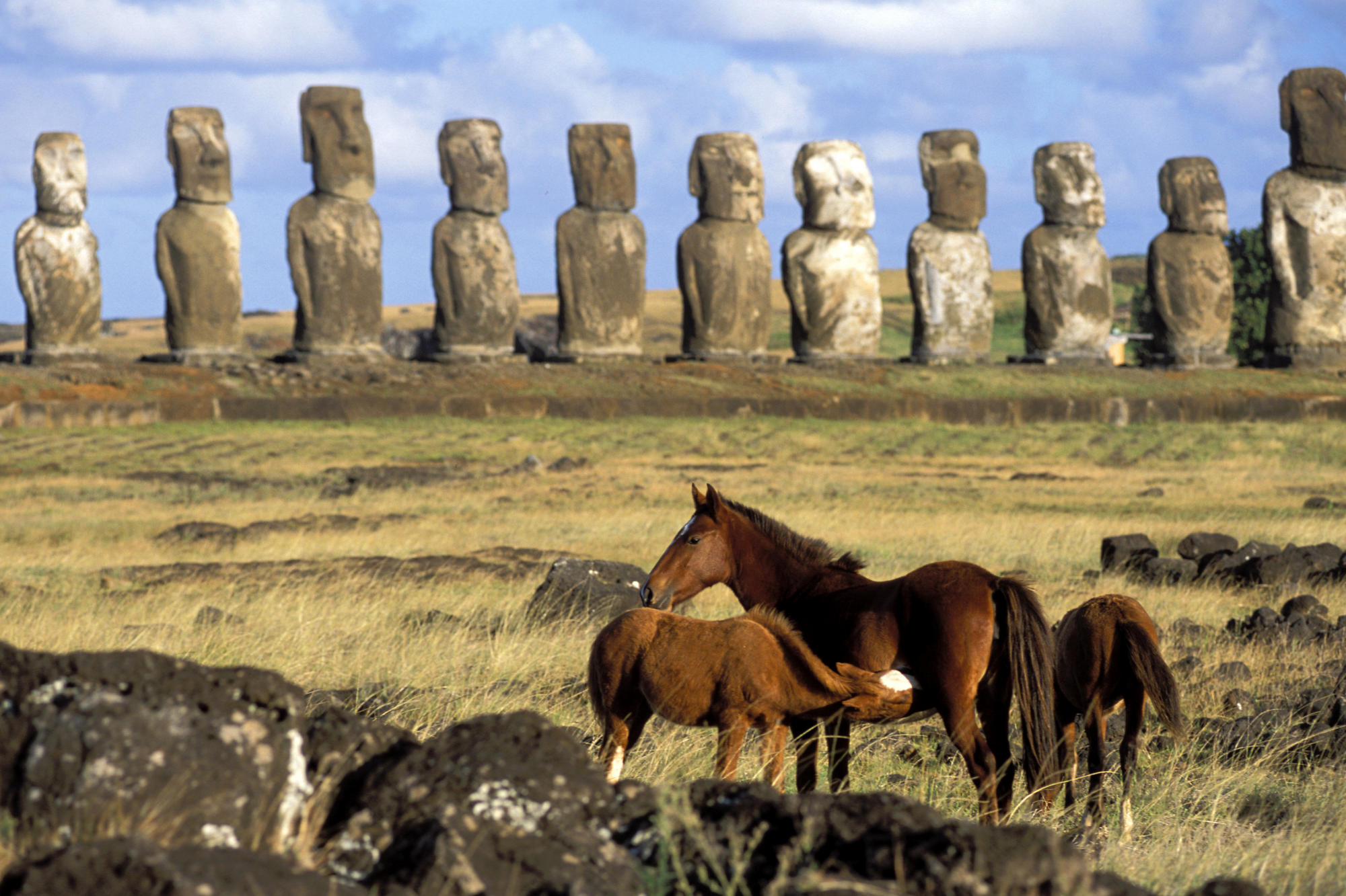 Easter Island’s Horses