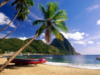 ocean view palm trees