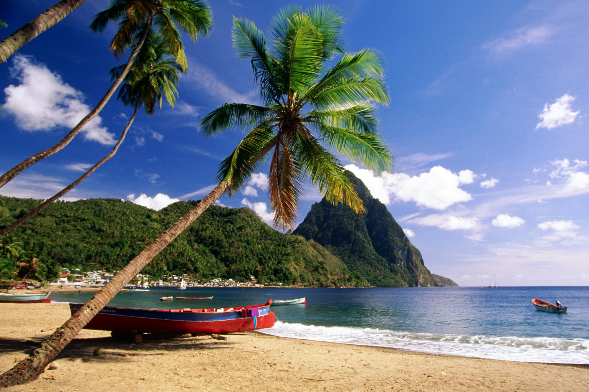 ocean view palm trees