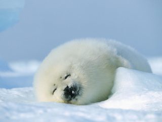 seal