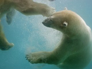 Swimming Polar Bears, Point Defiance, Washington