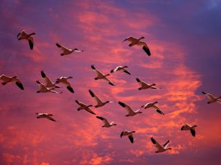 Migrating Snow Geese, Skagit Flats, Washington