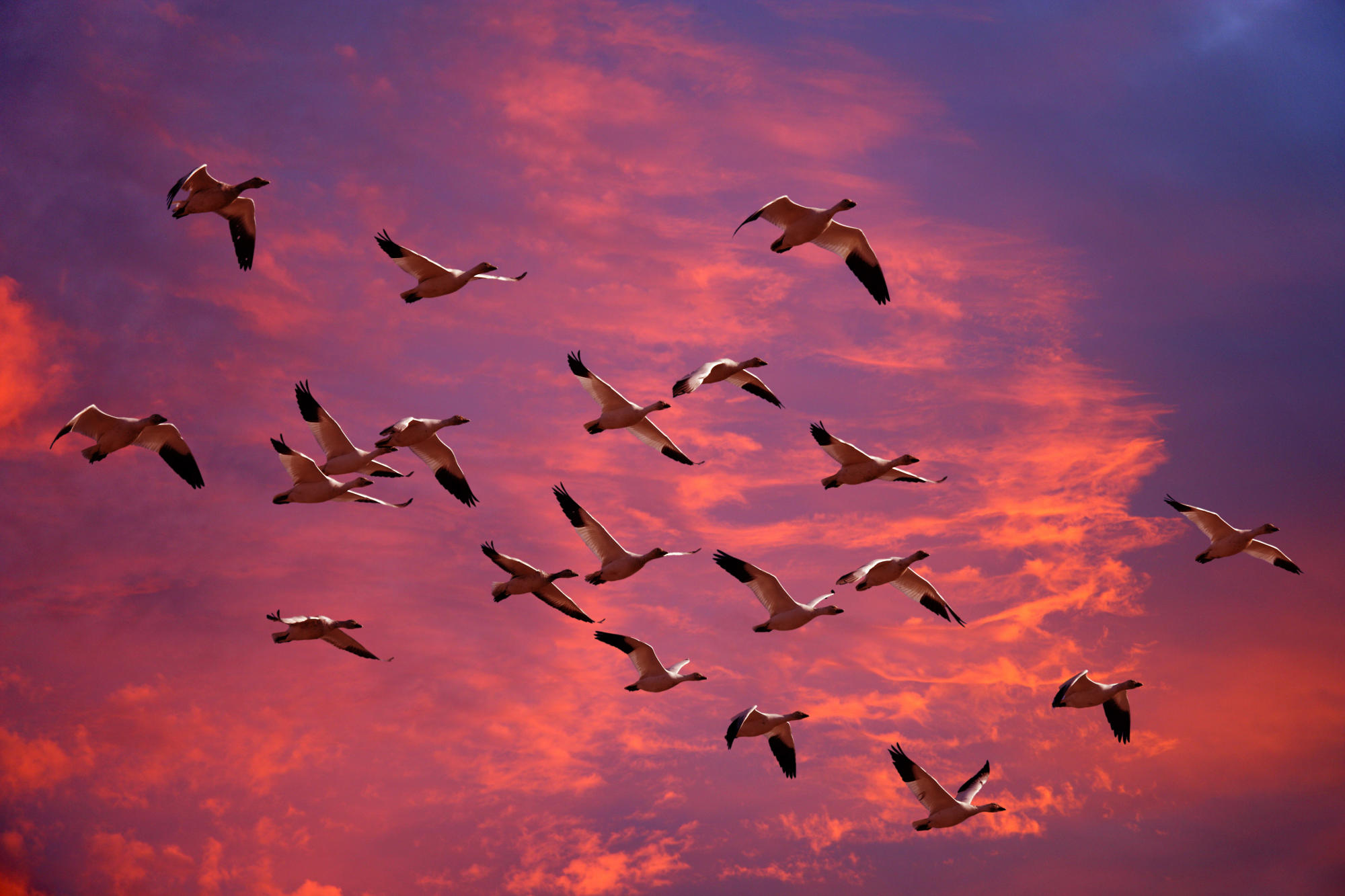 Migrating Snow Geese, Skagit Flats, Washington