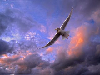 Soaring Gull, Puget Sound, Washington