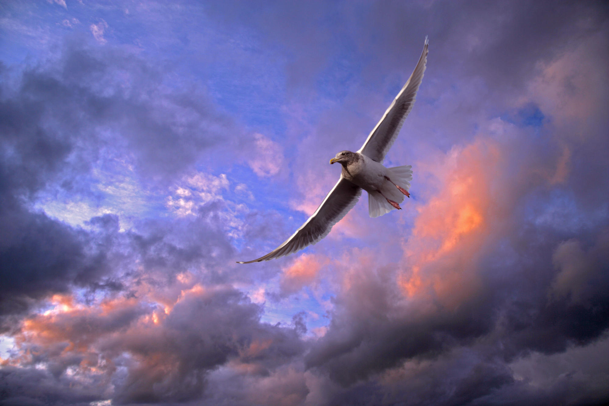 Soaring Gull, Puget Sound, Washington