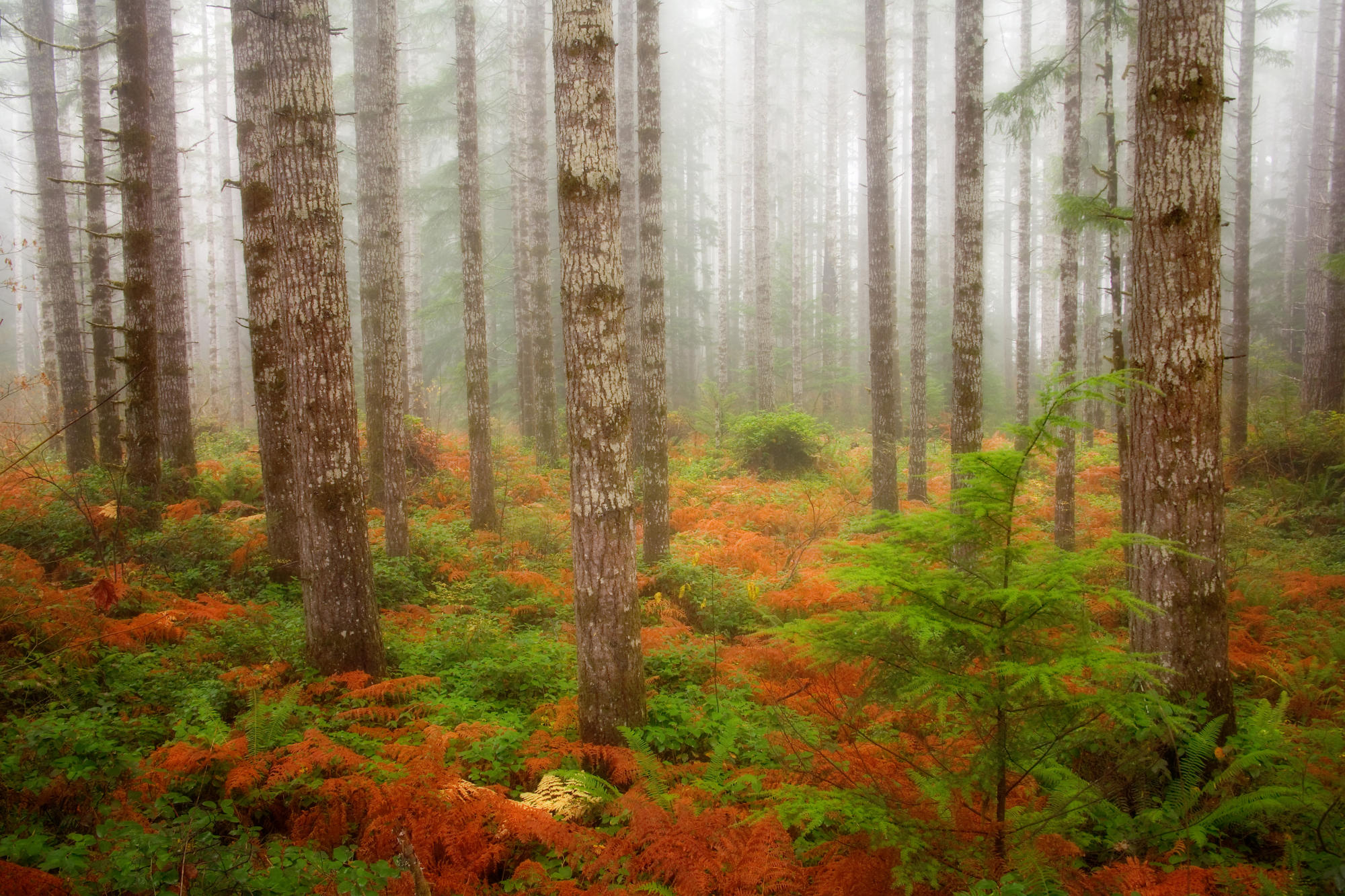 Foggy Fall Forest, Olympic National Forest, Washington