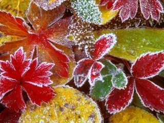 Frosty Leaves, Colorado