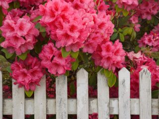 Rhododendron And Fence, Reedsport, Oregon