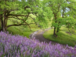 Bald Hills, Redwoods National Park