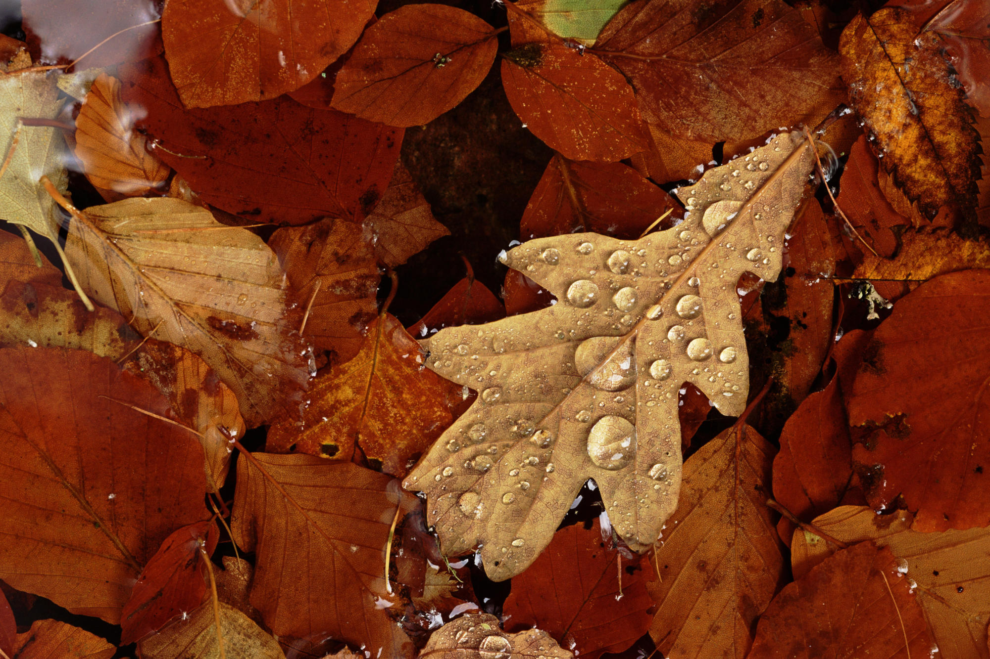 English Oak Tree