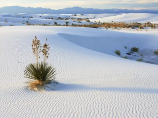 Soaptree, Yucca In Dunes, Yucca Elata, Gypsum Dune Field, White Sands National Monument, New Mexico, Usa
