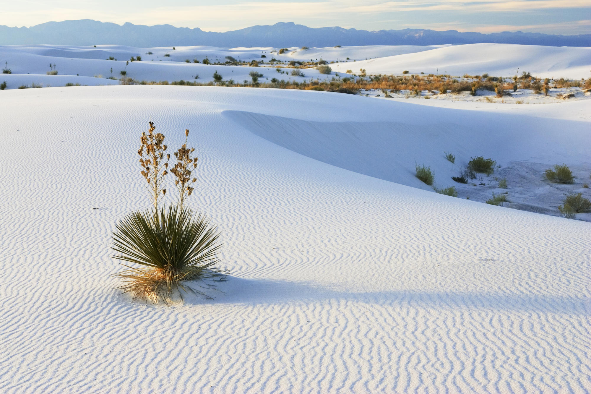 Soaptree, Yucca In Dunes, Yucca Elata, Gypsum Dune Field, White Sands National Monument, New Mexico, Usa