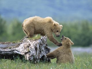 Grizzly (brown) Bear Cubs Interacting On Fallen Tree Trunk , Alaska