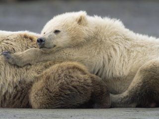 Grizzly (brown) Bear Cub And His Mother Resting On River Bank, Alaska