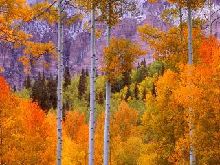 Fall Aspens, Cimaron Road, Colorado